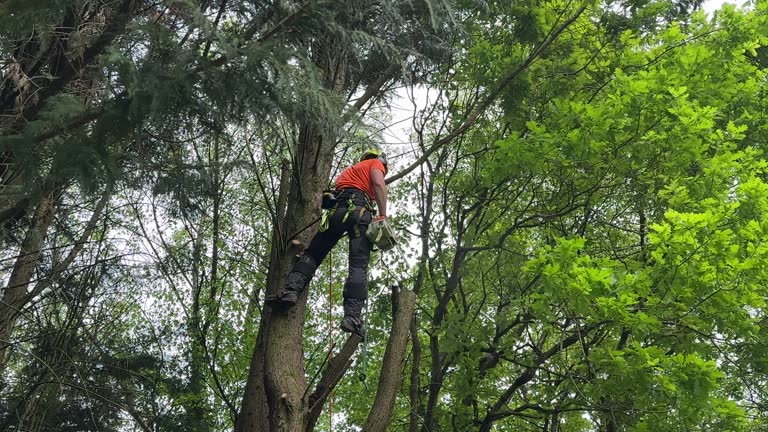 Best Tree Cabling and Bracing  in Phillips, WI