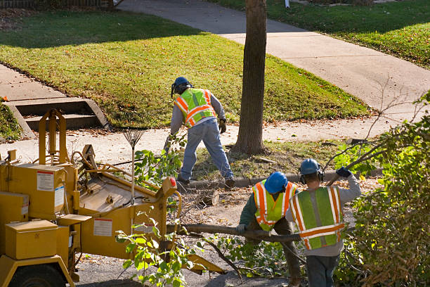 Best Tree Fertilization  in Phillips, WI